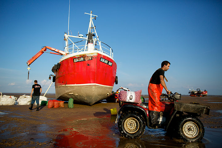Lytham cocklers: Lytham cocklers in pictures