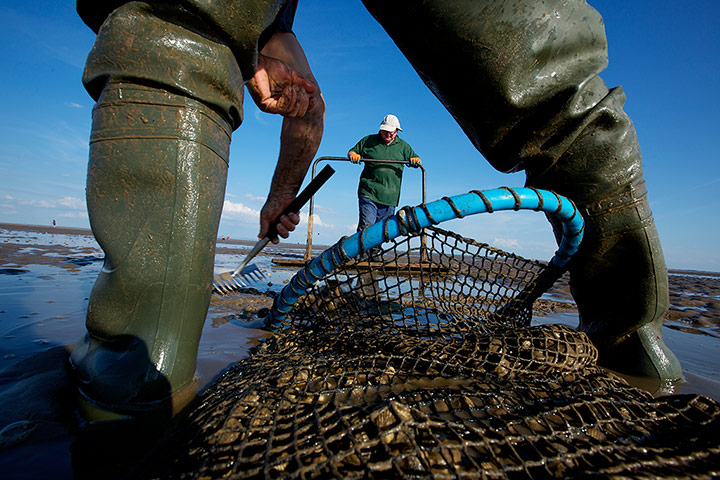 Lytham cocklers: Lytham cocklers in pictures
