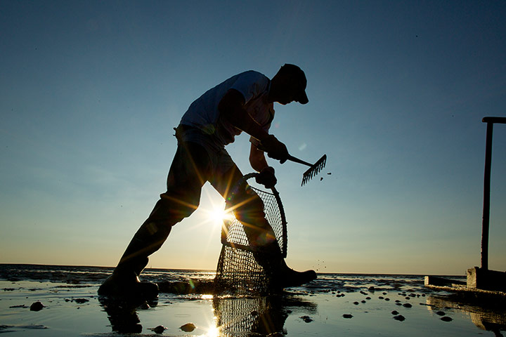 Lytham cocklers: Lytham cocklers in pictures