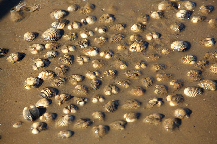 Lytham cocklers: Lytham cocklers in pictures
