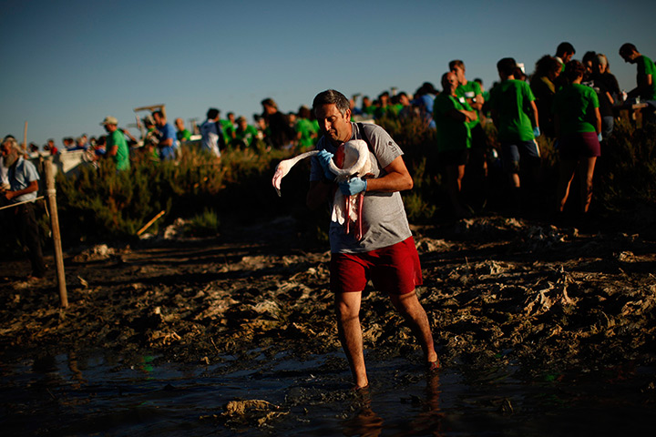 Flamingos: A volunteer releases a flamingo 