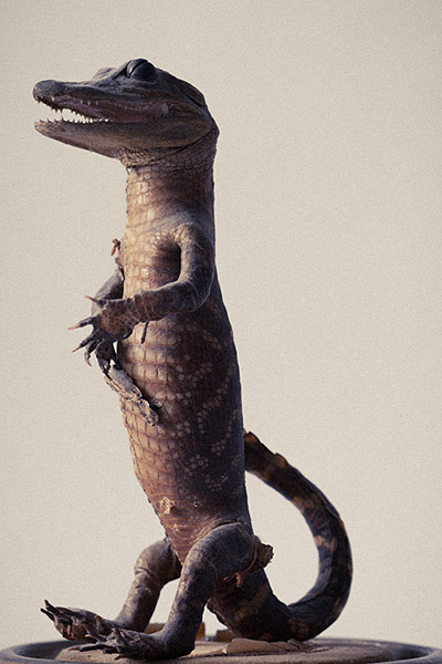 Joakim Blockstrom: Crocodile