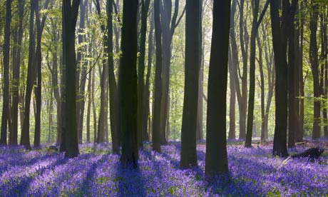 Bluebell wood