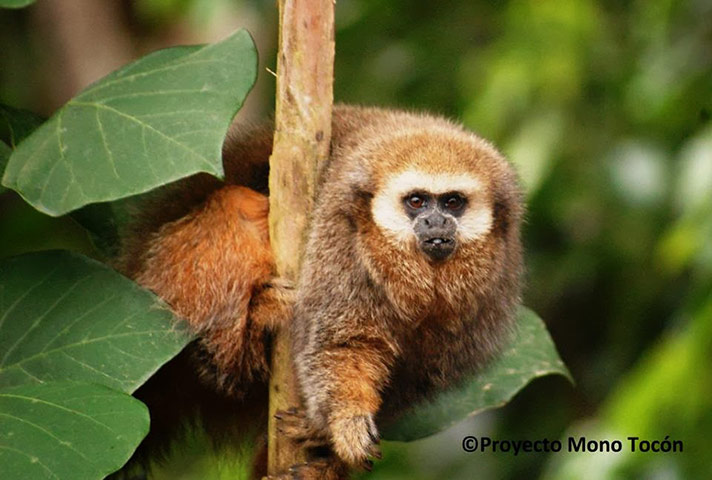 Mammals Surviving in Zoos: San Martin Titi Monkey