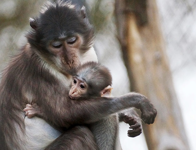 Mammals Surviving in Zoos: White-Naped Mangabey 