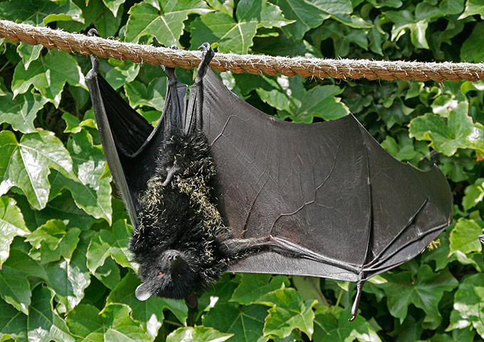 Mammals Surviving in Zoos: Livingstone's Fruit Bat Pteropus livingstonii 