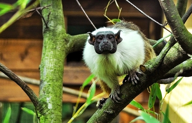 Pied tamarin in Birmingham Nature Centre; Mammals Surviving in Zoos