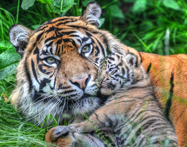 Mammals Surviving in Zoos: Sumatran Tiger