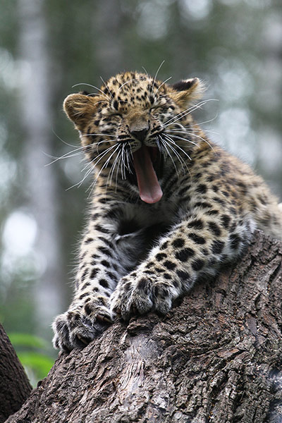 Mammals Surviving in Zoos: Amur leopard