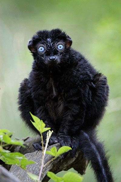 Blue-eyed Lemur from Madagascar 