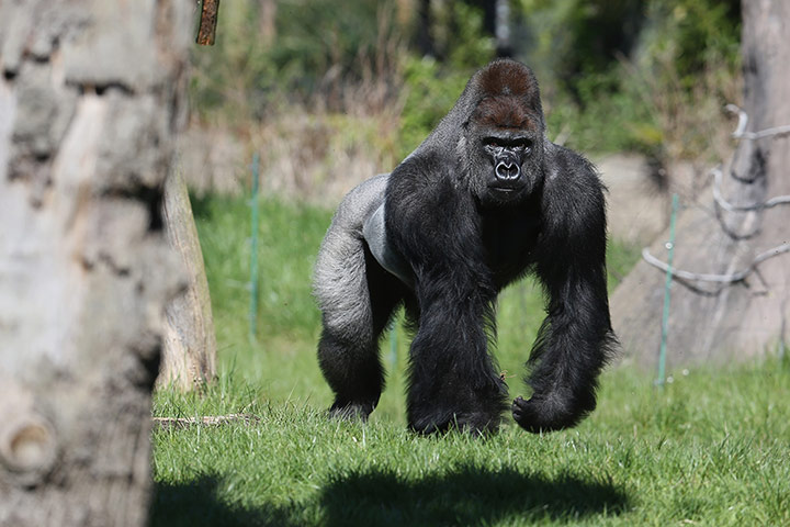 Mammals Surviving in Zoos: western lowland gorilla