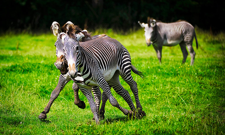 Mammals Surviving in Zoos: Grevy's zebra