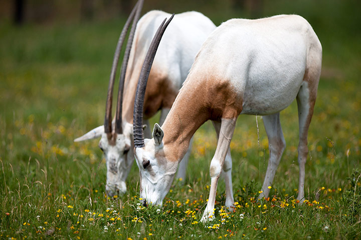 Mammals Surviving in Zoos: Scimitar-Horned Oryx