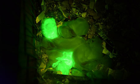 glowing-green-rabbits-001.jpg