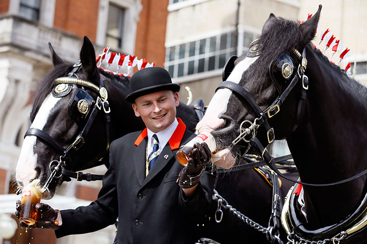 Thwaites Brewery's shirehorses