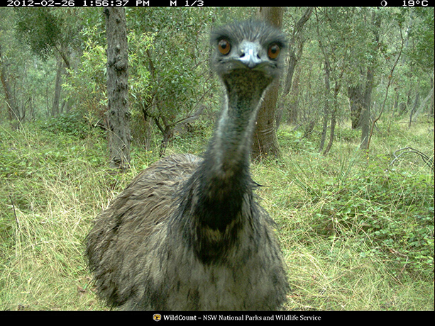 Wildcount: Emu