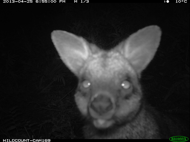 Wildcount: Swamp wallaby