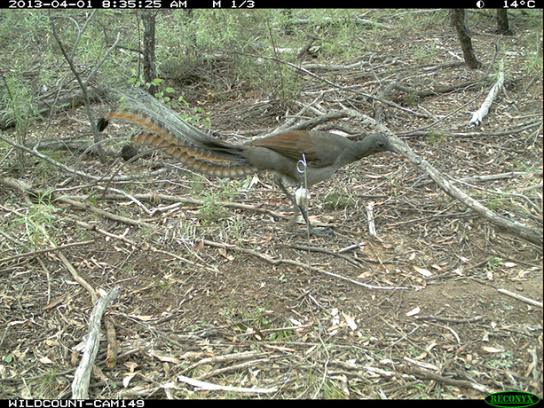 Wildcount: Male superb lyrebird