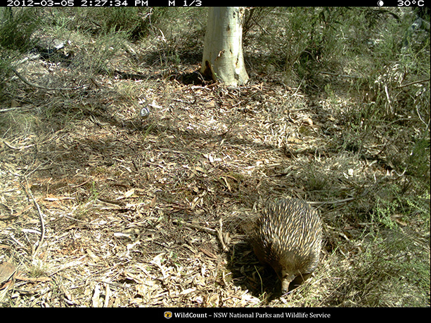 Wildcount: Short-beaked echidna