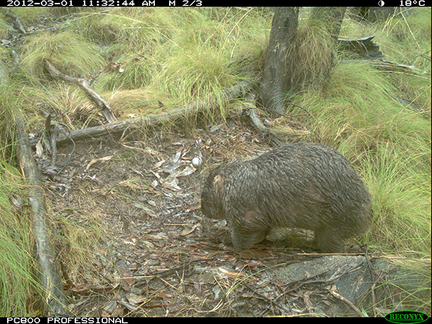Wildcount: Common wombat