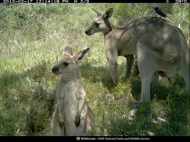 Wildcount: an eastern grey kangaroo 