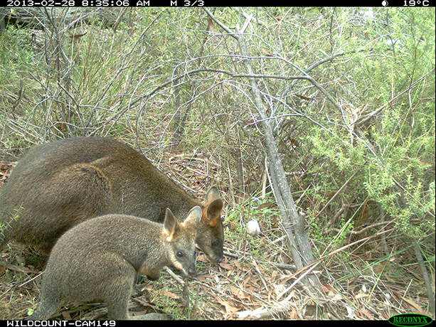 Wildcount: Swamp wallaby and joey