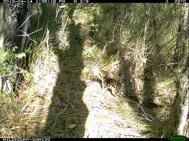 Wildcount: Spotted-tailed quoll