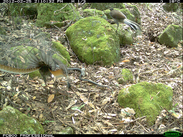 Wildcount: Lyrebird attacks spotted black snake