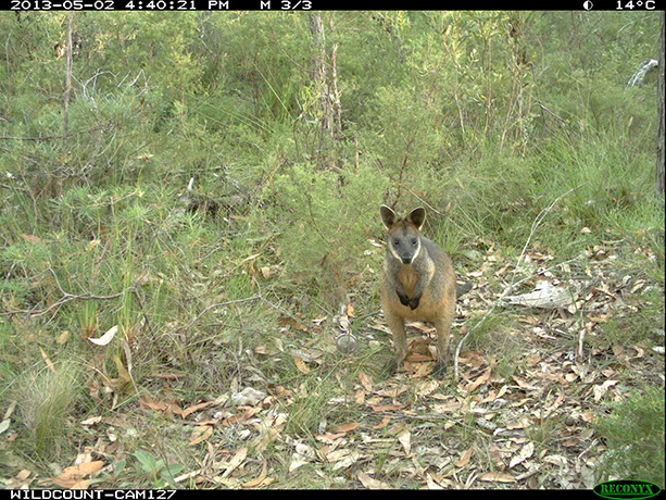 Wildcount: Swamp wallaby