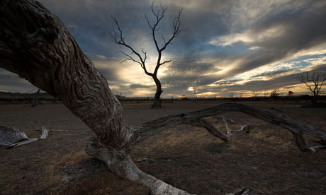 Dead fire-damaged trees near Emu Bay, Kangaroo Island, Australia