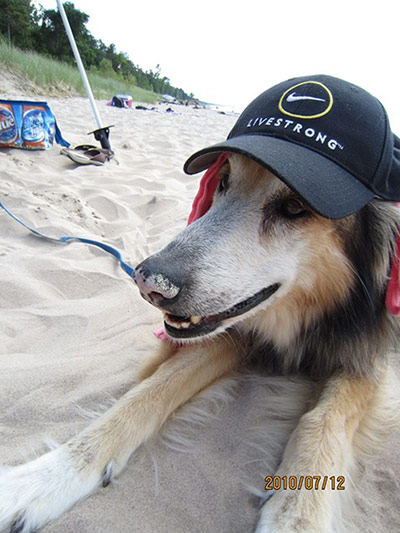 Stylish pets on holiday: dog with a hat on