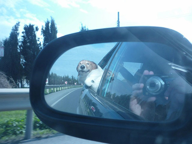 Stylish pets on holiday: dog with head out window