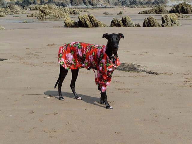 Stylish pets on holiday: magnum pi dog