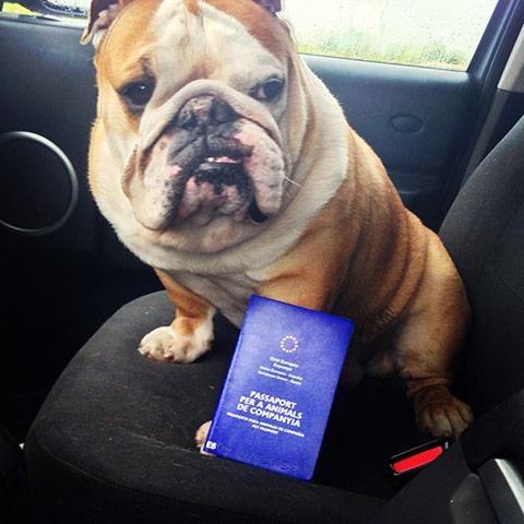 Stylish pets on holiday: dog with his passport