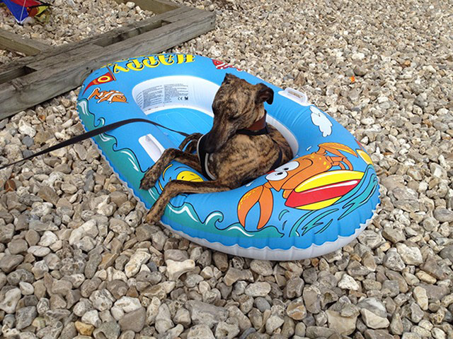 Stylish pets on holiday: dog in a dinghy