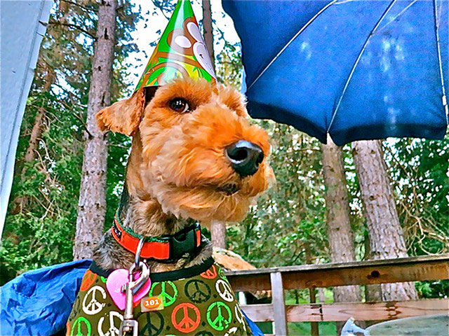 Stylish pets on holiday: dog with party hat