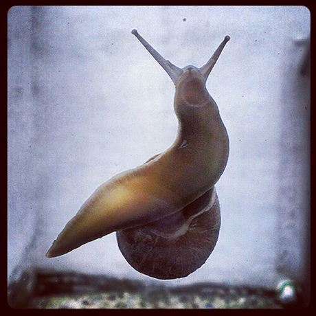 Witness July Bugs: Kitchen window wildlife