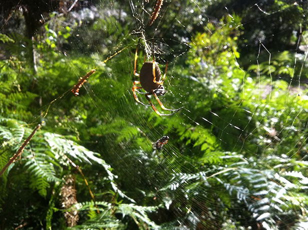 Witness July Bugs: Golden Orb Spider at Mermaid Pool