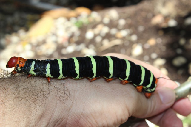 Witness July Bugs: The Frangipani Moth Caterpillar