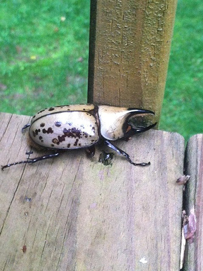 Witness July Bugs: Eastern Hercules Beetle