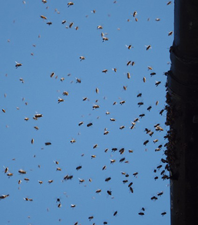 Witness July Bugs: Bees, Bees and More Bees