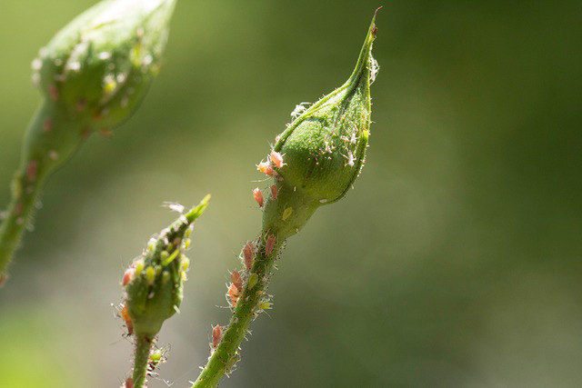 Witness July Bugs: Attack!
