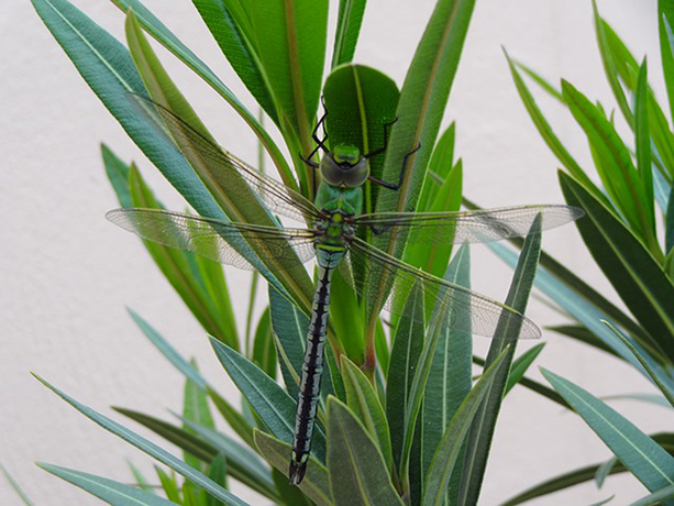 Witness July Bugs: Dragonfly sunning on our oleandar