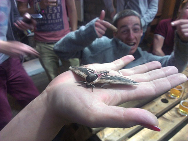 Witness July Bugs: Giant moth in Cheddar