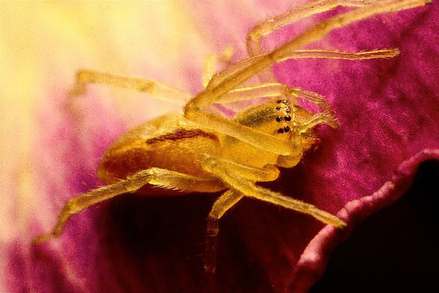 Witness July Bugs: Spider in the veggie patch