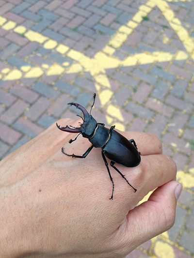 Witness July Bugs: A stag beetle