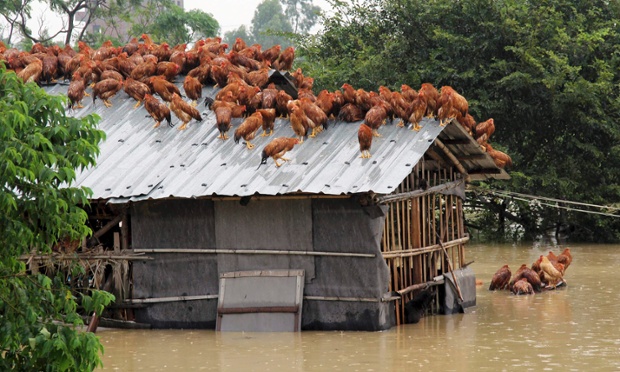 Chickens perch on the roof of a hen house to escape rising floodwaters after typhoon Utor in China