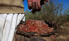 A farmer carries collected gum arabic from an Acacia tree in the western Sudanese town of El-Nahud