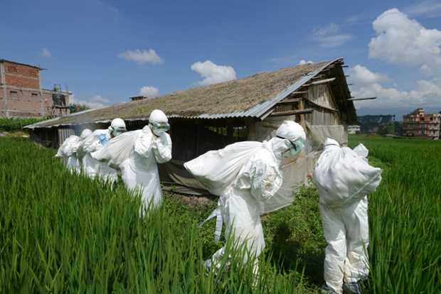 More chicken news: Health workers carry away bags of dead chickens during a culling operation at a farm where poultry are suspected of having bird flu in Katunje village on the outskirts of Kathmandu. Nepal's government ordered health workers to cull half a million chickens to combat a major bird flu outbreak
