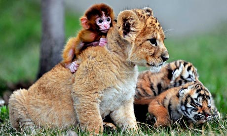 A baby monkey, a lion cub and tigers